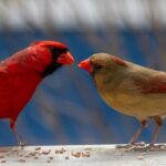 Bird Walks with Certified Birder Reba Collins
