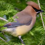 Special Event - Bird Walks with Reba Collins