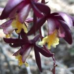 Speaker Series - Stephanie Varnum – Native Orchids of Texas