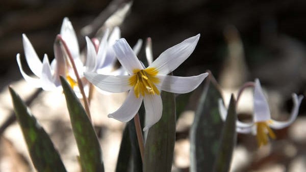 The 31st Annual Trout Lily Walk – Special 2-day event
