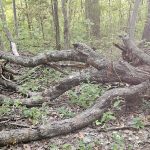 Work Session - 2nd Saturday - Ragweed and Trail Maintenance