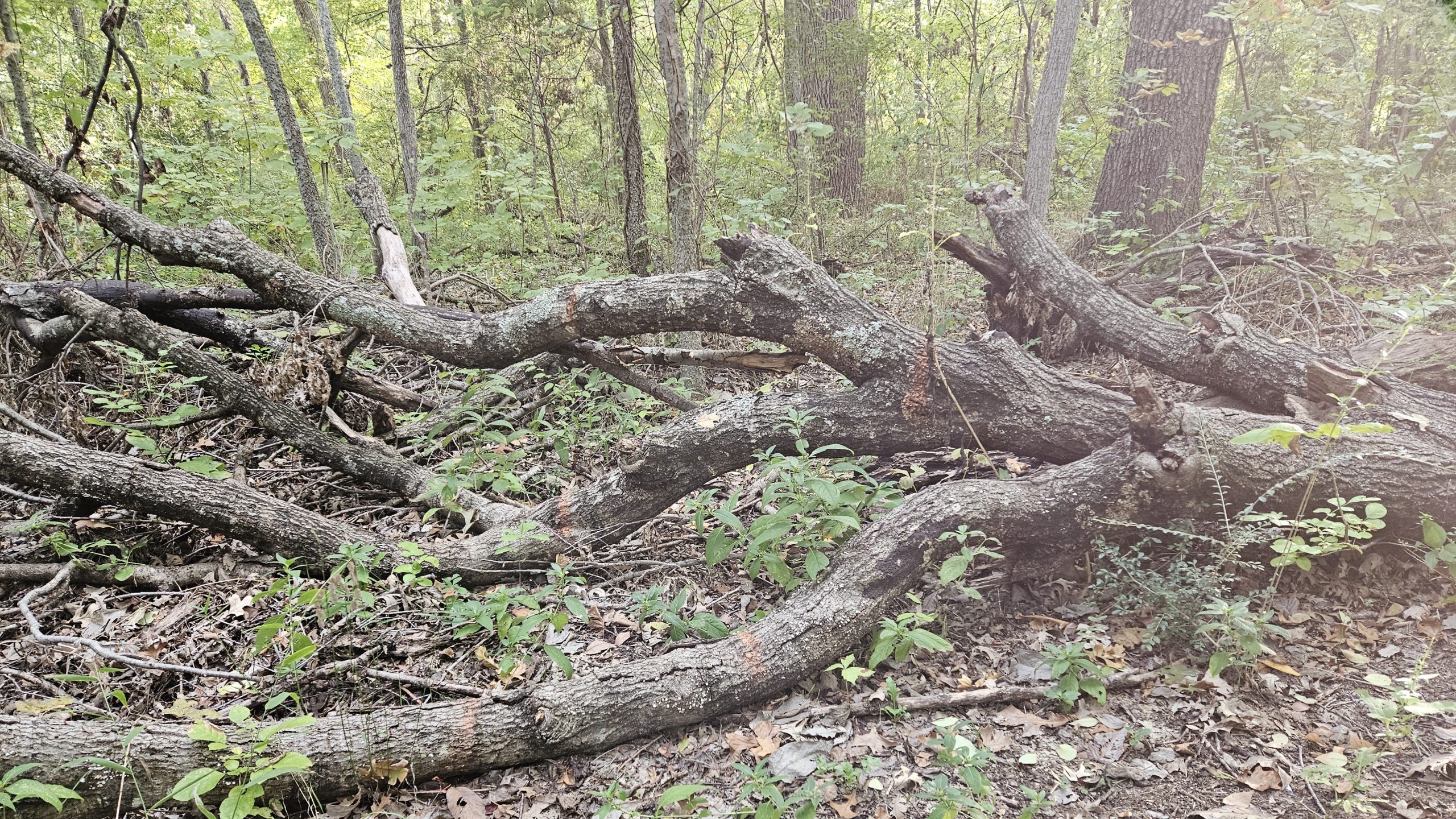 Work Session - 2nd Saturday - Ragweed and Trail Maintenance