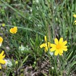 Speaker Series - Nancy Wilson – Spring Creek at Home:  Native Plants at the Preserve that can Work in Your Yard