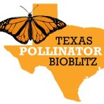 Texas Pollinator BioBlitz –  Be a part of community science