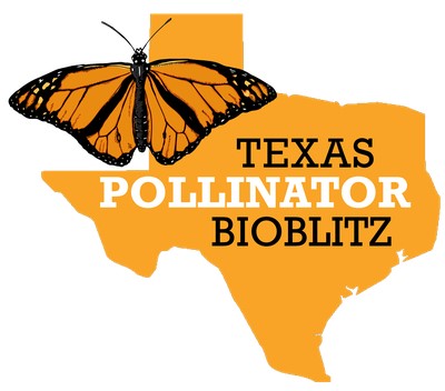 Texas Pollinator BioBlitz –  Be a part of community science