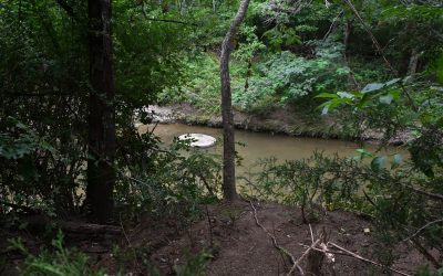 Update on damage to the forest –