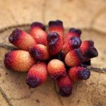 4th Sunday Nature Walk - Kimberlie Sasan – Find Galls in the Forest