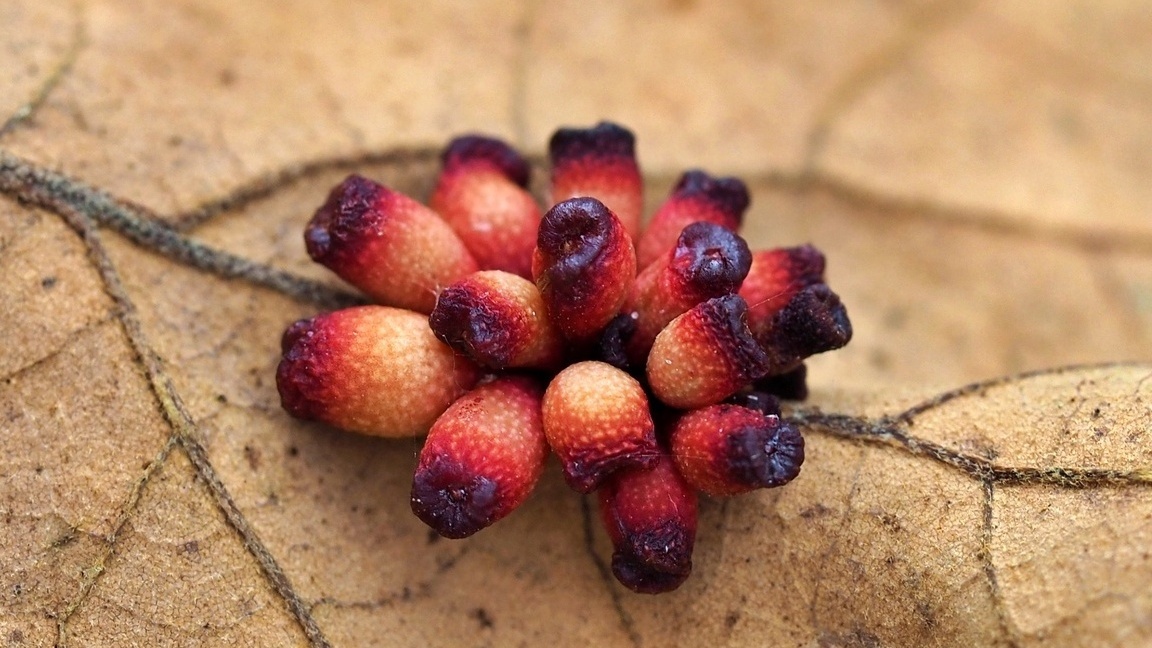 4th Sunday Nature Walk - Kimberlie Sasan – Find Galls in the Forest