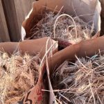 Work Session - Trail Maintenance and Seed Collecting