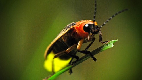 Speaker Series - Ben Pfeiffer – Fireflies need our help!
