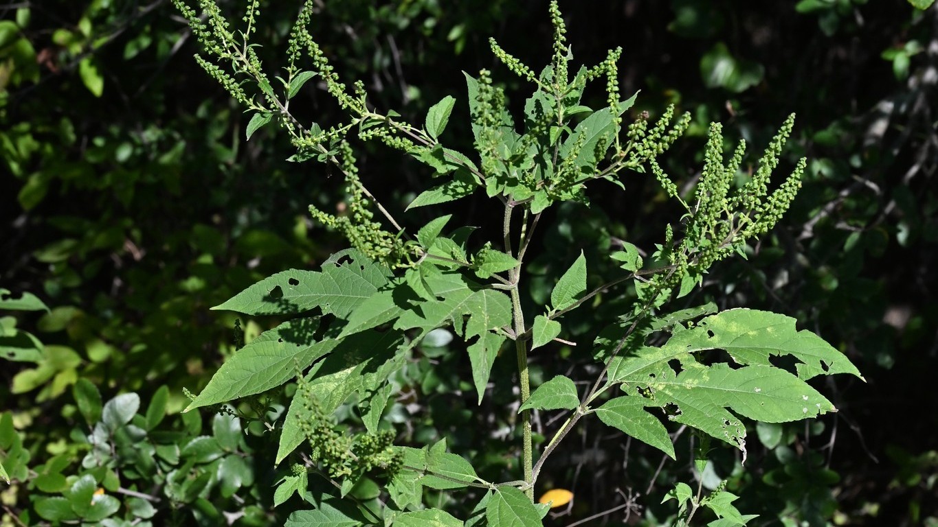 Work Session - Remove Ragweed from the Trail