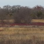 Work Session - Manage woody encroachment on the prairie