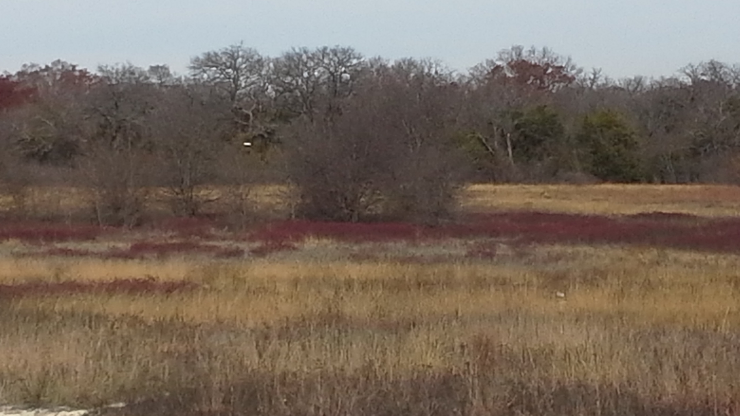 Work Session - Manage woody encroachment on the prairie