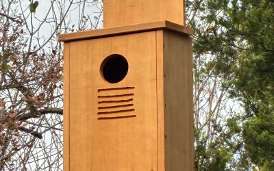 Scout Project – Replace Two Eastern Screech Owl Nest Boxes