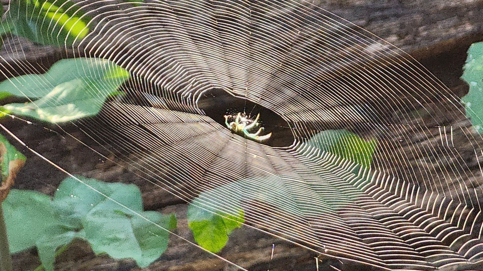 Speaker Series - Meghan Cassidy – Spiders! We Love ‘Em