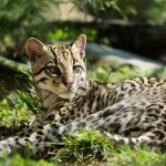 Speaker Series - Monica Morrison – Texas Native Cats