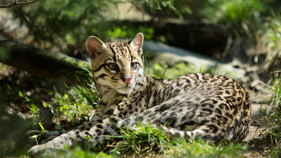 Speaker Series - Monica Morrison – Texas Native Cats